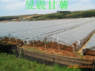 供甘薯地瓜:日本红东、紫薯、高系、川山紫品纯正