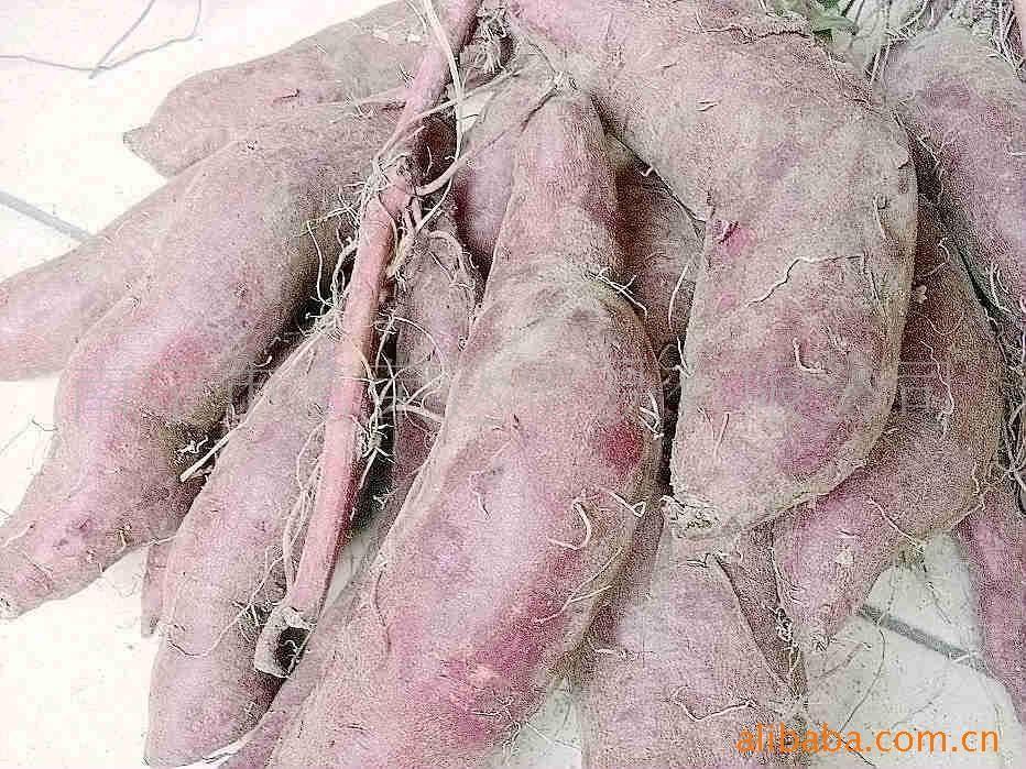 紫薯,紫地瓜,紫番薯,紫红苕,紫甘薯诚招.