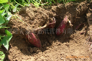 企业农场直批低价缅甸高淀粉地瓜、地瓜