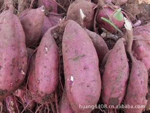 Sweetpotato