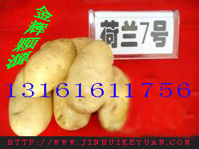 Ʒֺ7