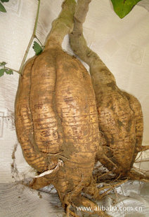 ڼʷ۸