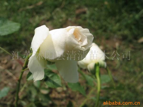 红叶女贞,大小叶黄杨