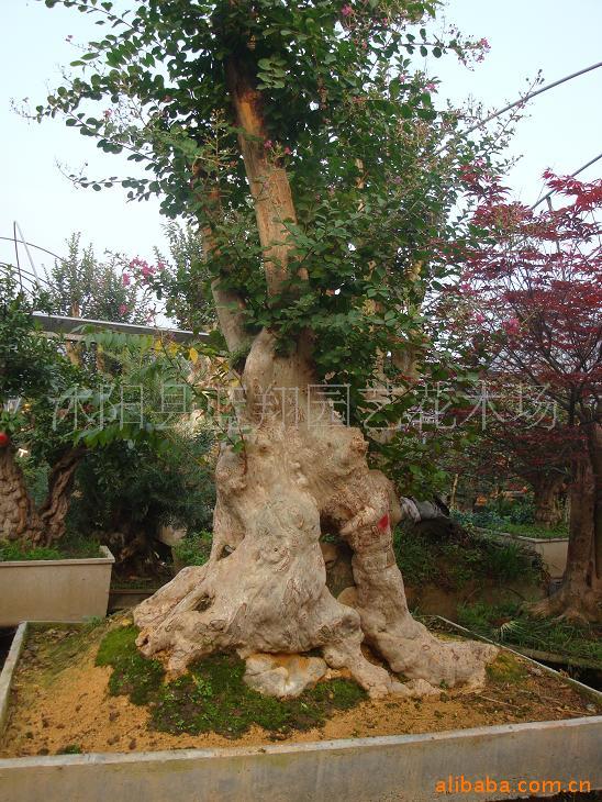 ޱ辰ޱ辰ޱ辰ޱޱ