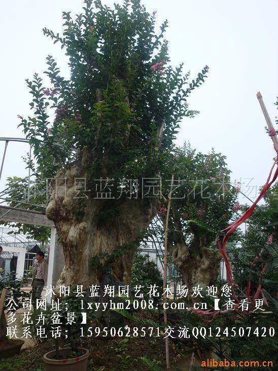 ޱ辰.ޱ.ޱ辰.ޱ辰