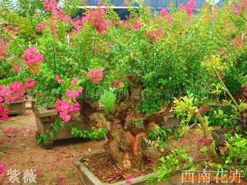 ޱ辰ޱ׮辰ľ辰