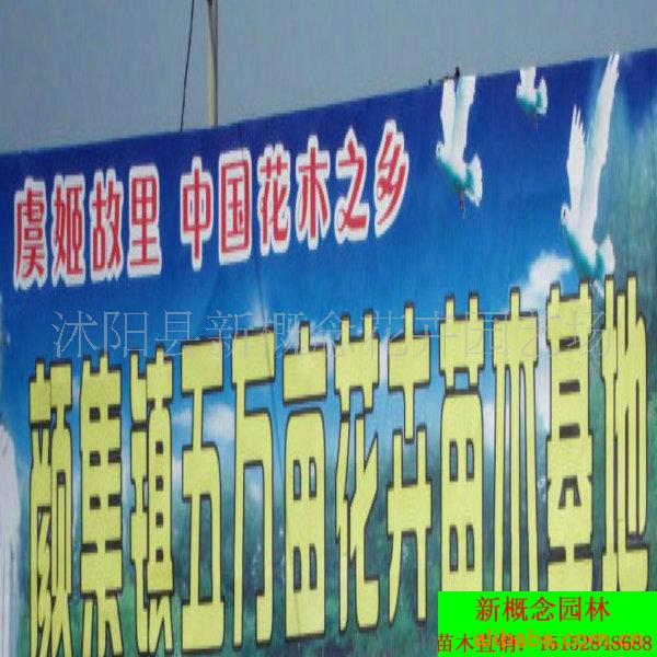 花木产地,苗木之乡,花卉中心,绿化苗木地(图)