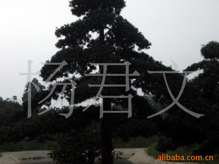 ؼ̻辰޺