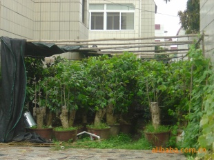 ϡеƯ辰