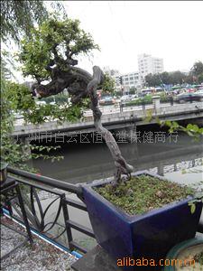 辰1876ţ