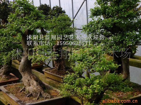 辰ޱ辰׮辰