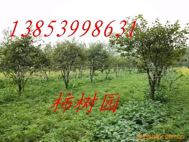 柿树苗木