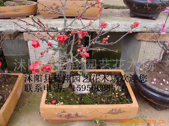 辰