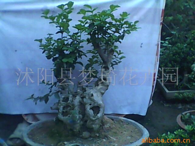 ;紫薇盆景,中华蚊母盆景,五松盆景(图)