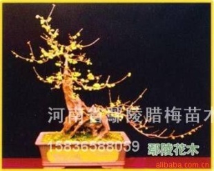 辰÷-----׮÷