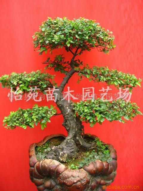 辰ޱ޺ȸ÷춹ɼ