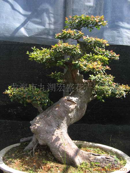 辰ULMUS