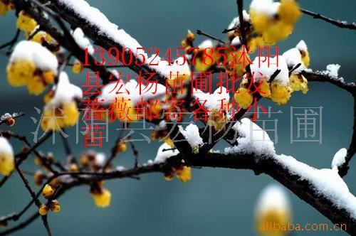 ޽÷辰޽ӹ辰β