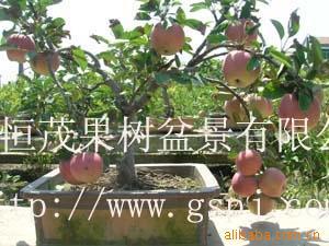 ƻ辰辰辰ƻ,辰