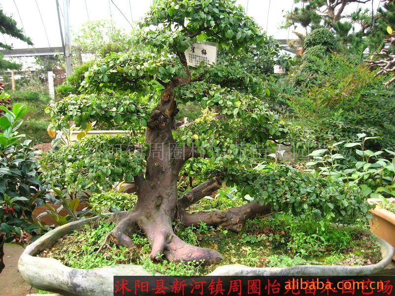 苗木盆景紫薇红枫龙爪槐雀梅松