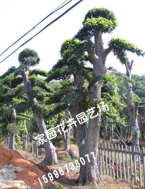 绿化苗木紫薇榆树黄杨小叶女贞等造型树