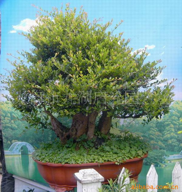 骣辰
