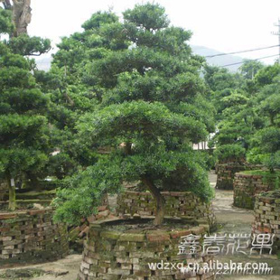 罗汉松盆景,大型绿化盆景