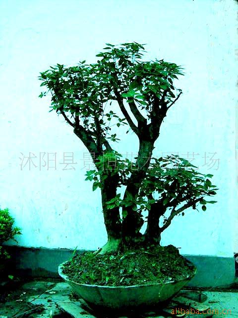 ֲ,羰,ľ,ľ,辰