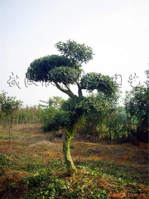 ۹ǣ