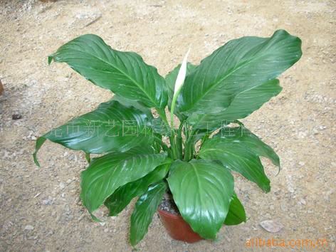 批发植物亮叶白掌
