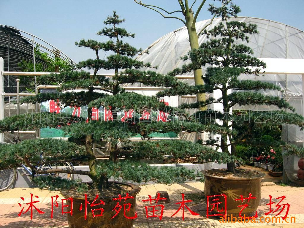 ̻ľ辰޺辰ޱ辰