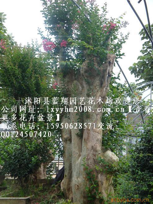 辰辰ޱ辰