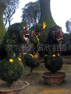 辰޺ʨ
