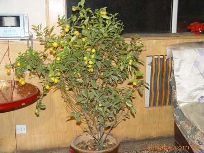 ԽһƷѹҹ20-35װ