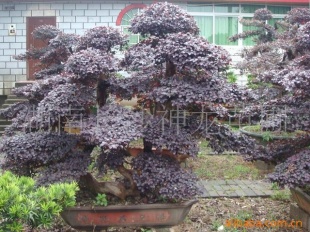 辰ľ辰ľ辰