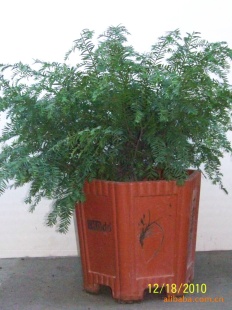 춹ɼعţ75-85cm6꣩