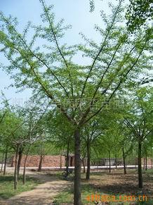 7-60Ҷӹ