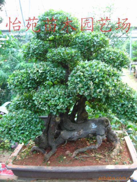 辰ޱлĸ޺ȸ÷辰