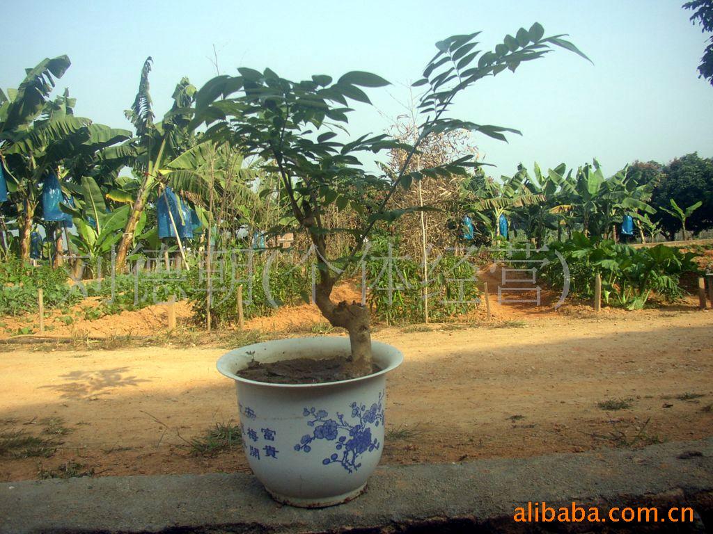 ϻƻ辰