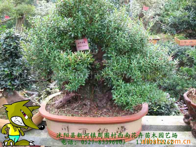 СҶ辰
