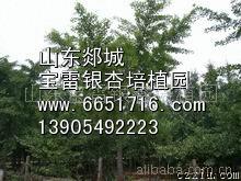 银杏苗木,银杏树,银杏,银杏盆景,银杏花卉,乔木