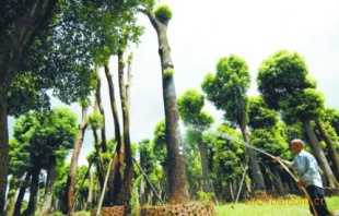 2011Ŀͻľֲ͡辰