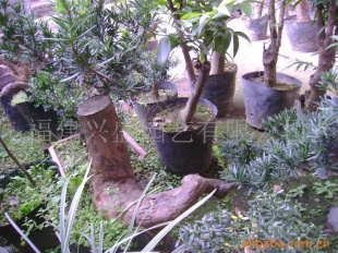 ؼ޺辰̨޺辰