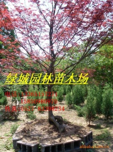 ,红枫,美国红枫,日本红枫实物拍摄,名木