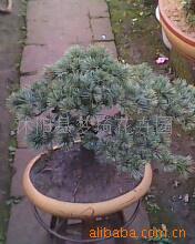 花木盆景,苗木盆景,迎客松,紫薇盆景(图)