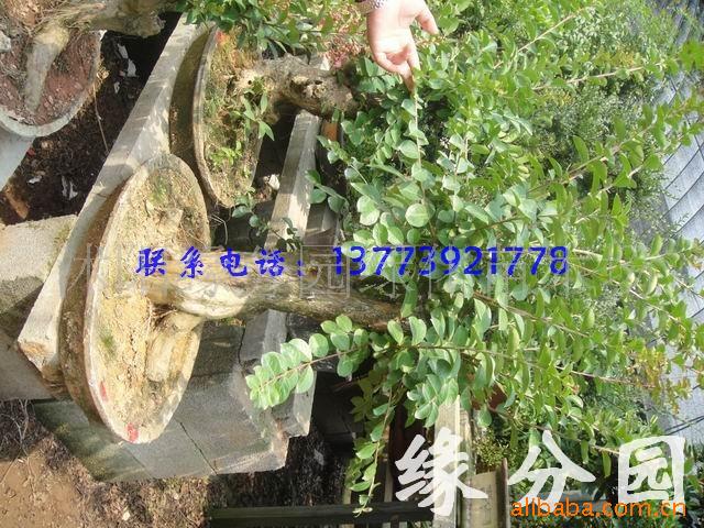 辰ޱ(ͼ)