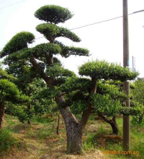 ľ