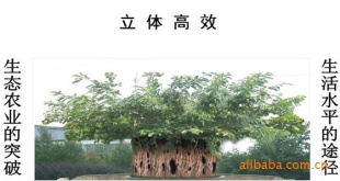 辰辰
