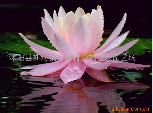辰ޱľлĸ˯ľ