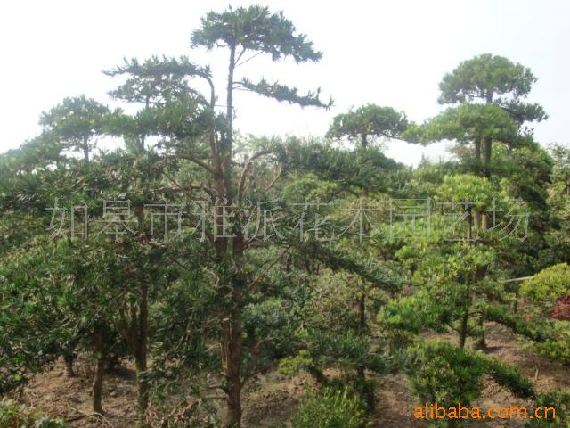造型盆景,造型罗汉松,五松,女贞,雀舌,黄杨